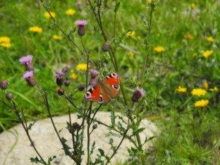 Ferienwohnung Waldwichtel in Braunlage Harz - Die Ferienwohnung in Braunlage im Harz - Komfortabel, günstig, Familienfreundlich und Kinderfreundlich. Ihre preiswerte Ferienwohnung in Braunlage / Harz.